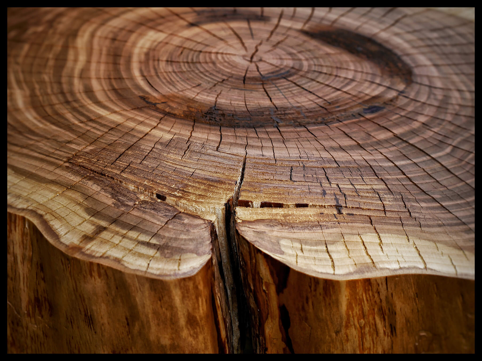Stolik z plastra drewna - stolik kawowy plaster czereśni